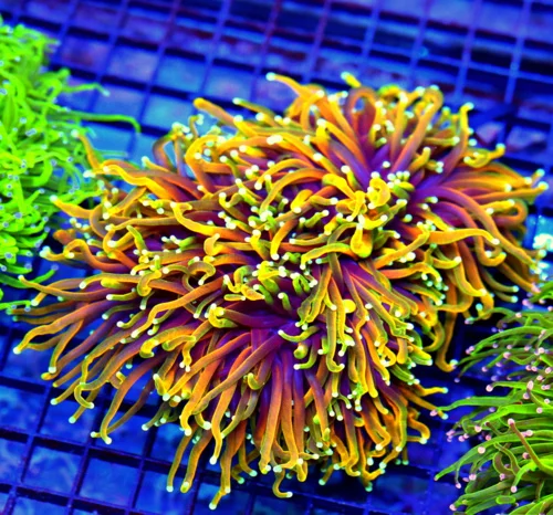 7x6 GIANT TORCH - SCOTT'S PICK OF THE SUMMER! - HOLY QUACOMOLE / HOLY GRIAL MORPH TORCH CORAL