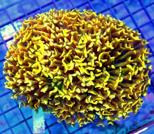 6x5 XXL HAMMER CORAL - ABSOLUTELY STUNNING SUPER SUPER NEON ORANGE HAMMER CORAL
