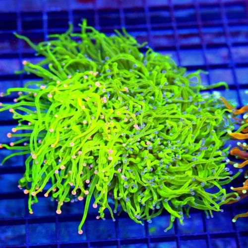 7x6 TORCH CORAL - COMBO BLUE TIPPED ULTRA ULTRA GRADE COTTON CANDY MORPH TORCH CORAL