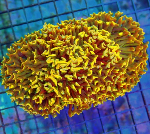 6x5 HAMMER CORAL - WICKED ULTRA ORANGE TIPPED ULTRA COLORED SHOW PIECE HAMMER CORAL