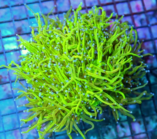 6x6 TORCH CORAL - GLOW IN THE DARK NEON GREEN ULTRA ULTRA BLUE GIANT TORCH CORAL