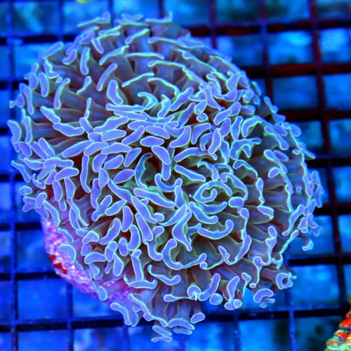 4.5x4 BRANCHING HAMMER CORAL - BLUE TIPPED BRANCHING HAMMER CORAL
