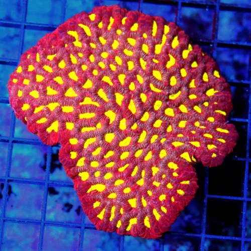 4.5x4.5 FAVIA CORAL - ULTRA COLORED RED YELLOW EYED FAVIA CORAL