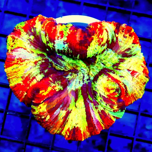 4.5x4 WELLSOPHYLLIA CORAL - ULTRA COLORED ULTRA GRADE RAINBOW WELLSOPHYLLIA CORAL