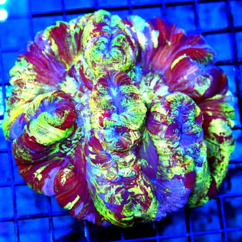 5x4.5 WELLSOPHYLLIA CORAL - ULTRA COLORED ULTRA GRADE RAINBOW WELLSOPHYLLIA CORAL