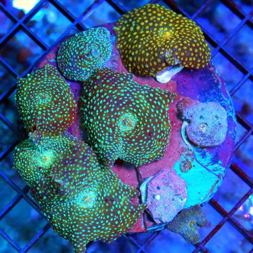 4.5x4.5 DISCOSOMA MUSHROOM CORAL - COMBO BLUE SPOTTED ULTRA COLORED DISCOSOMA MUSHROOM CORAL