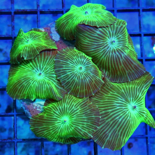 4.5x4.5 DISCOSOMA MUSHROOM CORAL -GREEN STRIPPED ULTRA COLORED DISCOSOMA MUSHROOM CORAL