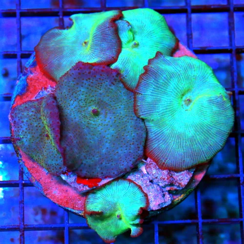 4x4 DISCOSOMA MUSHROOM CORAL - ULTRA COLORED BLUE DIAMOND DISCOSOMA MUSHROOM CORAL