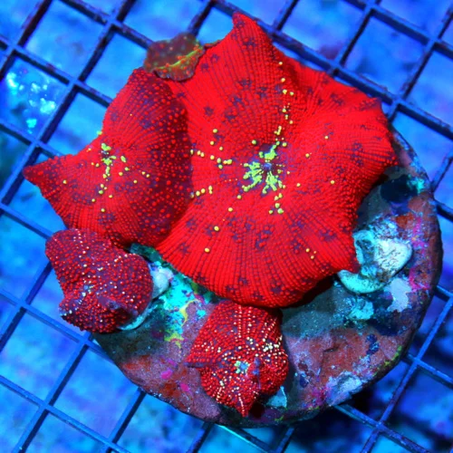4.5x4.5 DISCOSOMA MUSHROOM CORAL - ULTRA COLORED COLLECTOR'S ITEM DISCOSOMA MUSHROOM