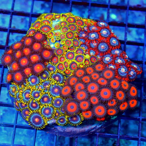 5x5 COMBO ZOANTHID CORAL - ULTRA COLORED ULTRA GRADE HAPPY FAMILY COMBO ZOANTHID CORAL COLONY