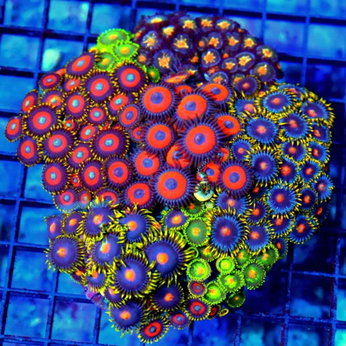 5x5 COMBO ZOANTHID CORAL - ULTRA COLORED ULTRA GRADE HAPPY FAMILY COMBO ZOANTHID CORAL COLONY