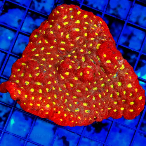 4.5x4 MINI FAVITES CORAL - WICKED RED EYED STUNNING MINI FAVITES CORAL