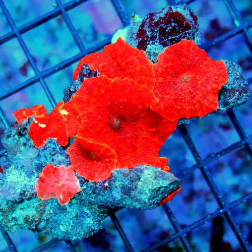 4" DISCOSOMA MUSHROOM CORAL - ULTRA GRADE ULTRA COLORED COLLECTOR'S ITEM DISCOSOMA MUSHROOM CORAL