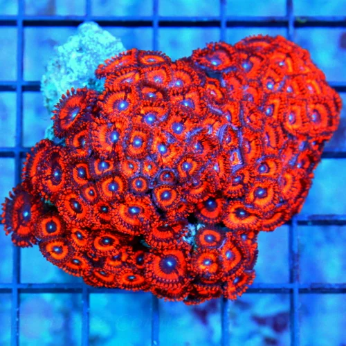 4 ZOANTHID CORAL - VERY HARD TO GET ULTRA COLORED KED'S RED ZOANTHID CORAL COLONY