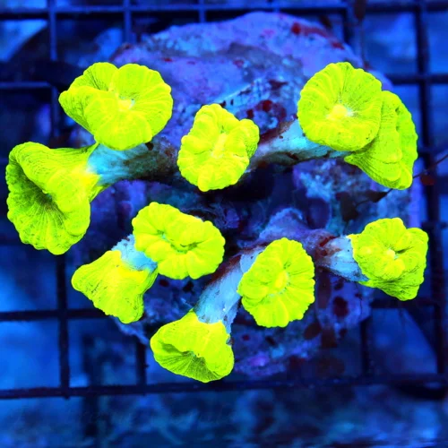 4.5x4 CANDY CANE CORAL - OUT OF THIS WORLD "KRYPTONITE" CANDY CANE CORAL