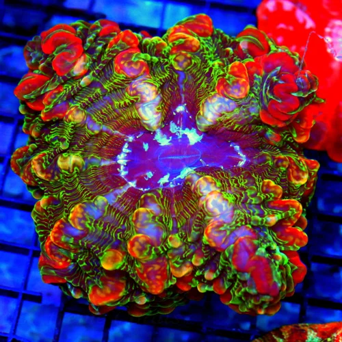 5.5x5.5 INDOPHYLLIA CORAL - HAVEN'T HAD ONE OF THESE ALL YEAR! BEAUTIFUL MASTER INDOPHYLLIA CORAL