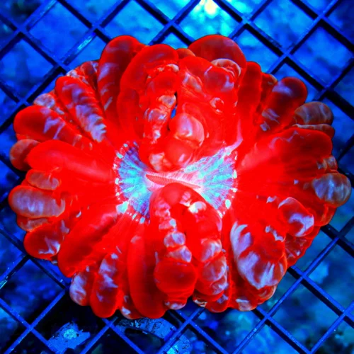5x5 CYNARINA CORAL - ULTRA COLORED ULTRA GRADE PINK CYNARINA CORAL