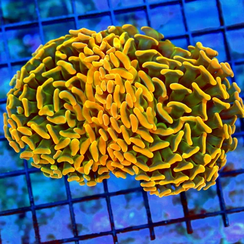4.5x4 BRANCHING HAMMER CORAL - ULTRA COLORED NEON ORANGE GREEN CENTERED HAMMER CORAL