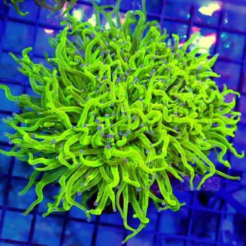 5.5x5 XL TORCH CORAL - CRAZY WICKED TOXIC GREEN BLUE TIPPED TORCH CORAL