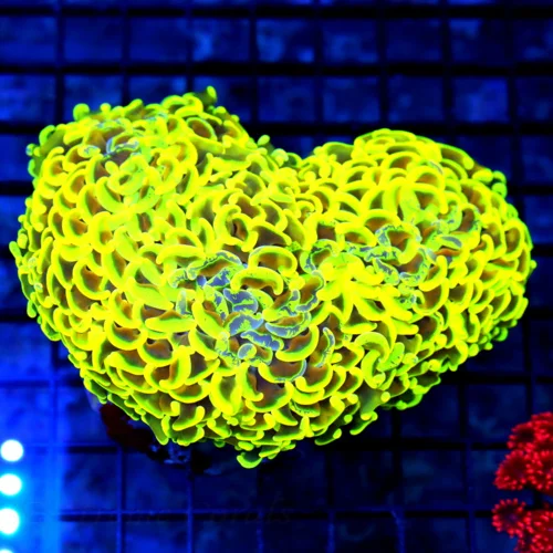5.5x4 HAMMER CORAL - HANDPICKED SUPER YELLOW AND BLUE ULTIMATE SHOWPIECE HAMMER CORAL