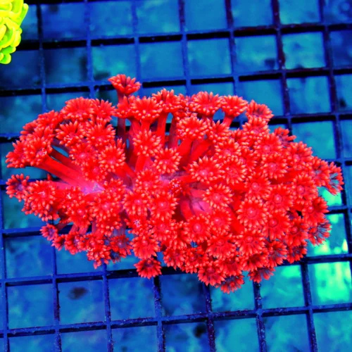 5x3.5 GONIOPORA CORAL - SUPER NEON CHERRY BOMB RED COLLECTOR'S ITEM GONIOPORA CORAL