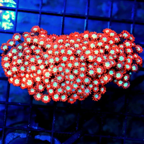 4.5" GONIOPORA CORAL - ULTRA COLORED NEON RED BLUE/WHITE EYED GONIOPORA