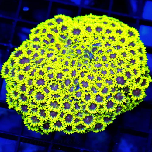 4.5x4.5 GONIOPORA CORAL - OUT OF THIS WORLD ULTRA NEON YELLOW PURPLE EYED GONIOPORA CORAL