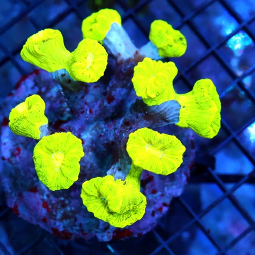 4.5x4.5 CANDY CANE CORAL - OUT OF THIS WORLD "KRYPTONITE" CANDY CANE CORAL