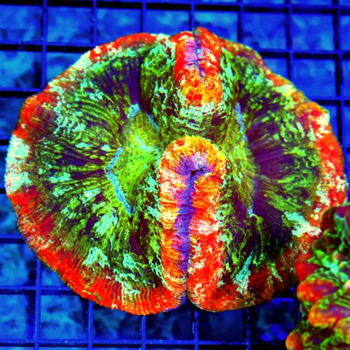4.5x4.5 WELLSOPHYLLIA CORAL - ULTRA COLORED ULTRA GRADE RAINBOW WELLSOPHYLLIA CORAL
