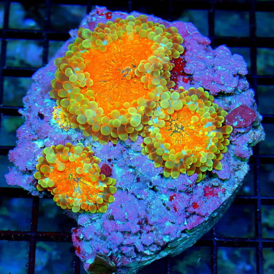 4.5x4 RICORDIA YUMA CORAL COLONY - ULTRA ULTRA COLORED SOLOMON ISLAND RICORDIA YUMA CORAL