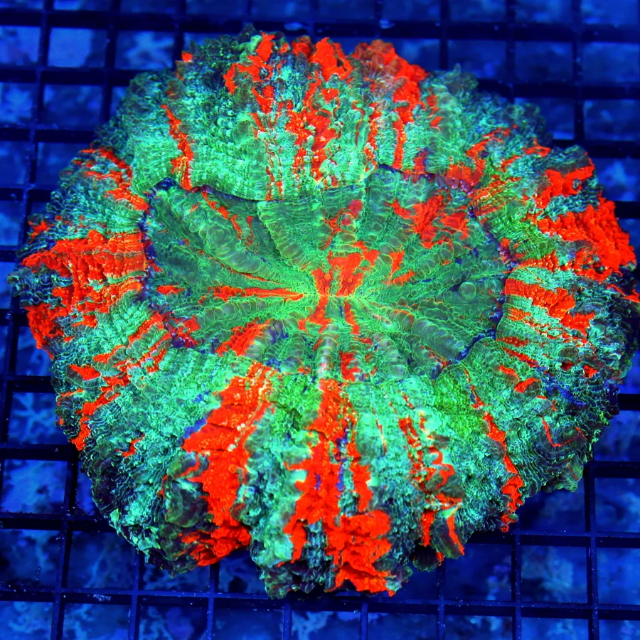 7x7 ACANTHOPHYLLIA CORAL - ULTRA ULTRA COLORED ULTRA GRADE ACANTHOPHYLLIA CORAL