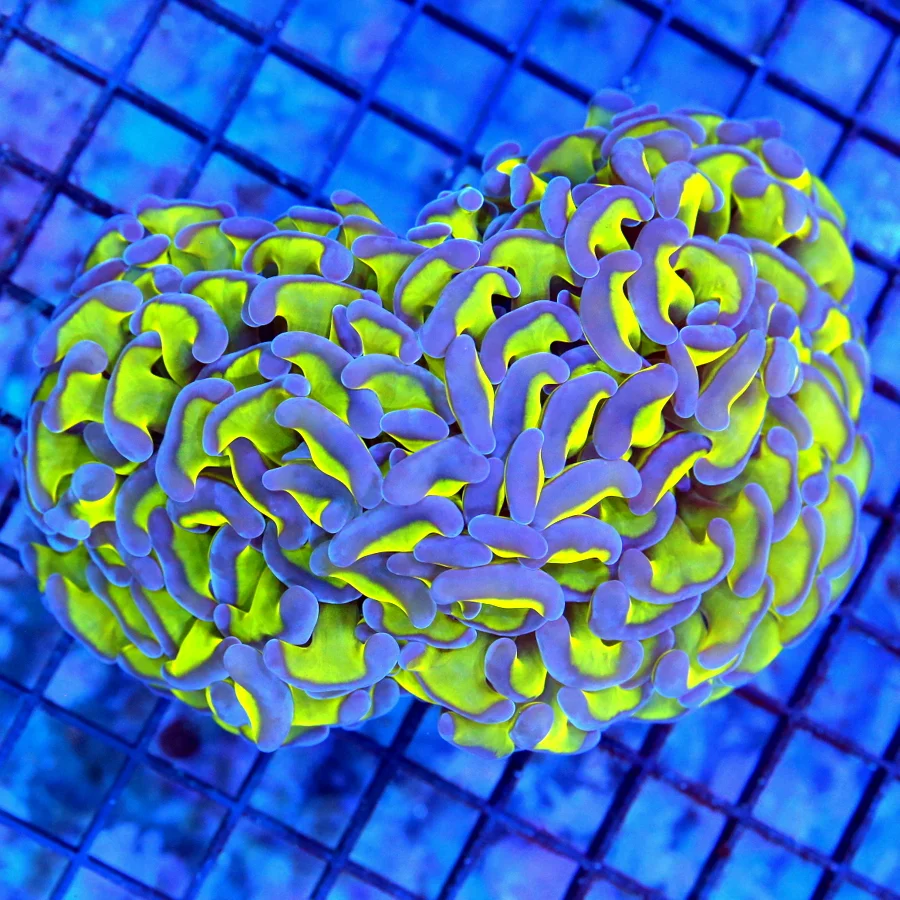 5.5x4.5 HAMMER CORAL - NEON LEMON LIME YELLOW TENTACLED PURPLE TIPPED HAMMER CORAL