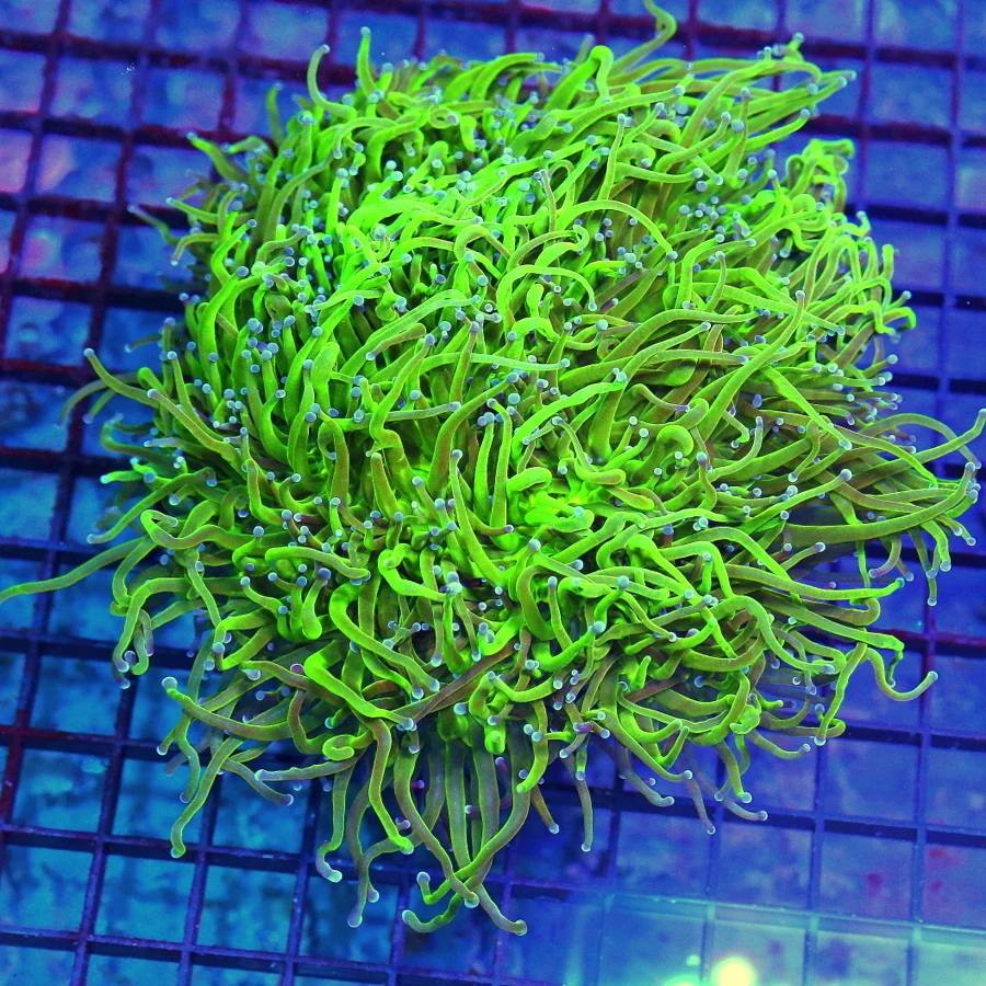 7x7 GIGANTIC XXXL TORCH CORAL - BLUE TIPPED TOXIC GREEN ULTRA COLORED TORCH CORAL