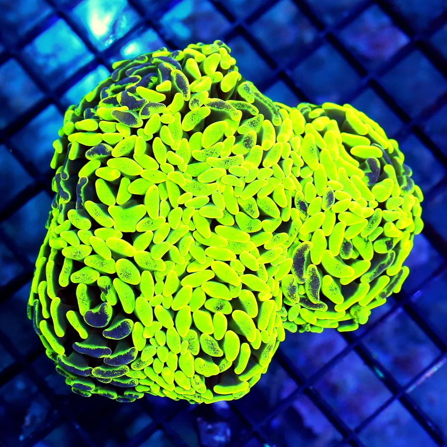 5.5x4.5 BRANCHING HAMMER CORAL - TOXIC LEMON LIME GREEN PURPLE BRANCHING HAMMER CORAL