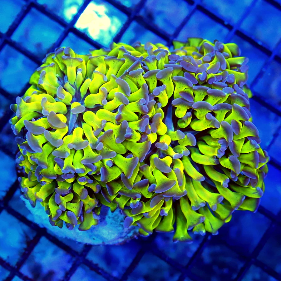 4x3.5 BRANCHING HAMMER CORAL - SHOWPIECE NEON PURPLE TIPPED BRANCHING HAMMER CORAL