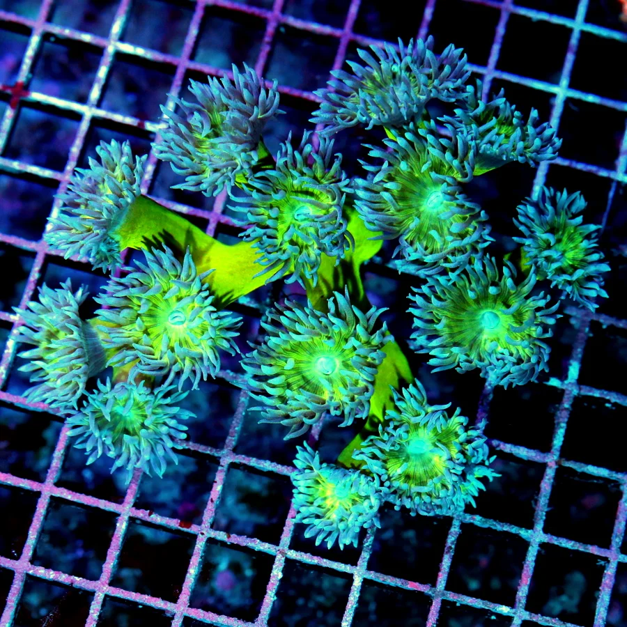 5x5 DUNCAN CORAL - VERY VERY NICE PURPLE TIPPED NEON GREEN DUNCAN CORAL
