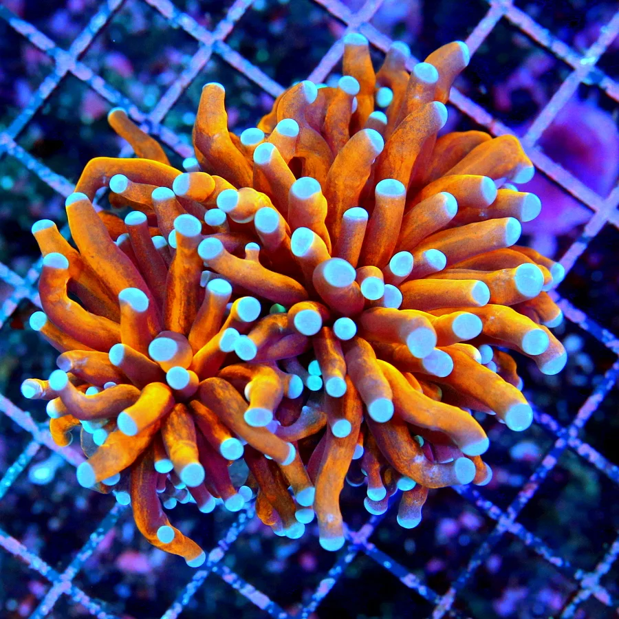 4.5x4 TORCH CORAL - ULTRA GRADE ULTRA COLORED EXTREMECORALS FAMOUS RADIOACTIVE TORCH CORAL