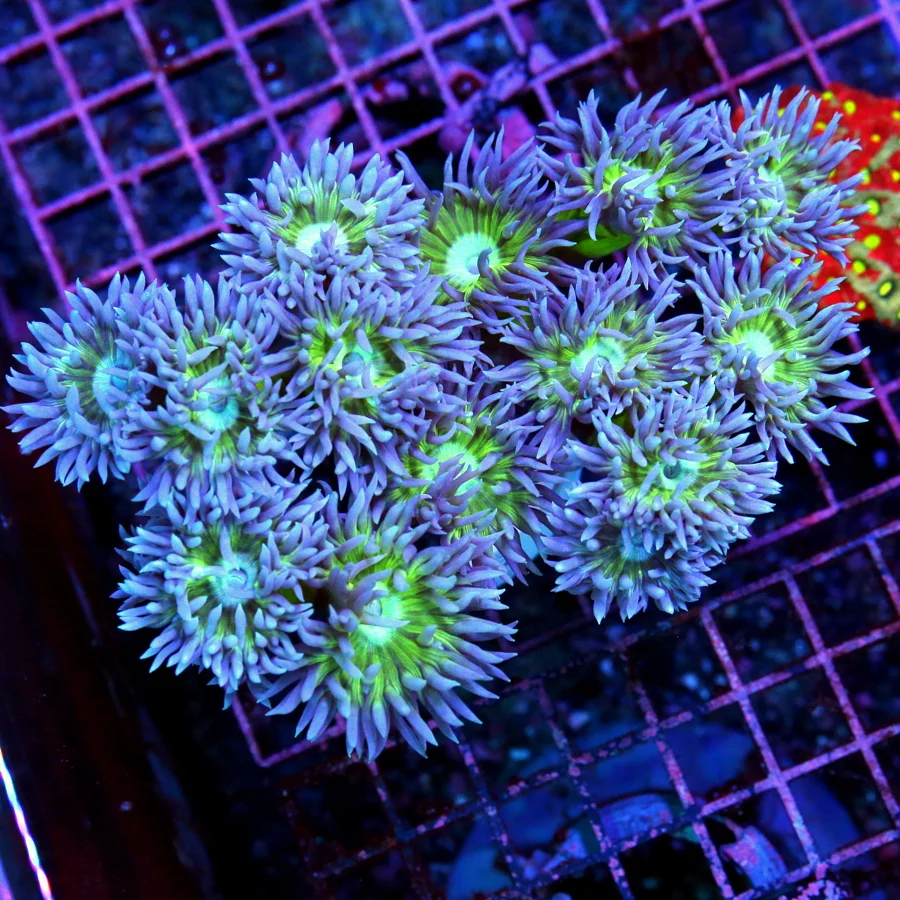 6.5x5 XXL DUNCAN CORAL - PURPLE TIPPED NEON GREEN EYED DUNCAN CORAL