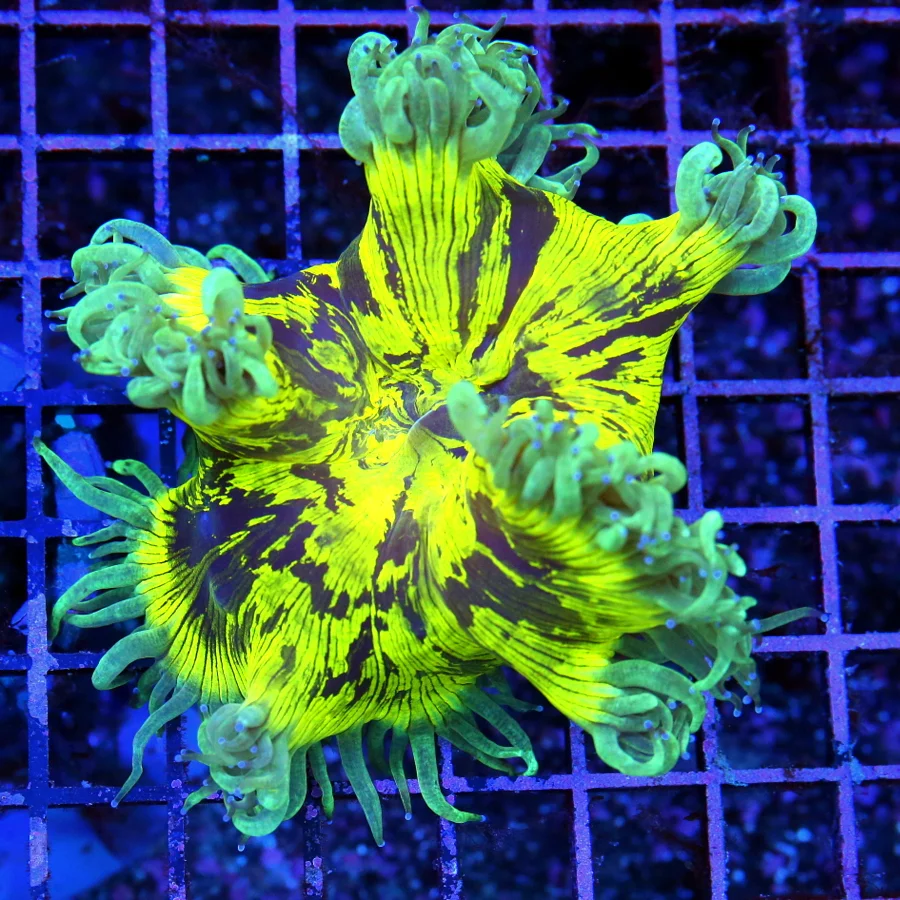 5x4 ELEGANCE CORAL - ULTRA NEON YELLOW HANDPICKED ELEGANCE CORAL SHOWPIECE