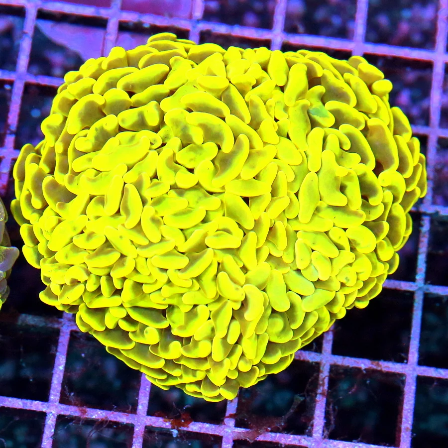 4.5x4 BRANCHING HAMMER CORAL - HIGHLIGHTER NEON YELLOW ULTRA COLORED BRANCHING HAMMER CORAL