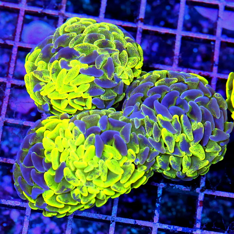 5x4 BRANCHING HAMMER CORAL - HIGHLIGHTER NEON YELLOW ULTRA COLORED BRANCHING HAMMER CORAL