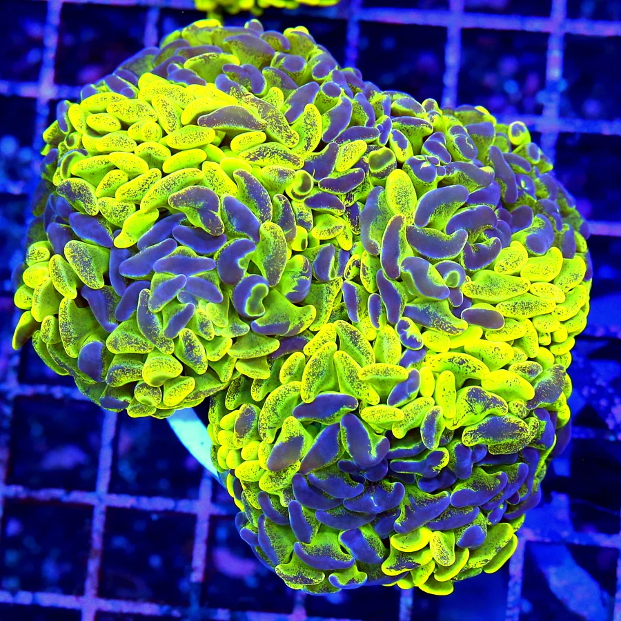 5x4.5 BRANCHING HAMMER CORAL - HIGHLIGHTER NEON YELLOW BLUE SPLASHED BRANCHING HAMMER CORAL