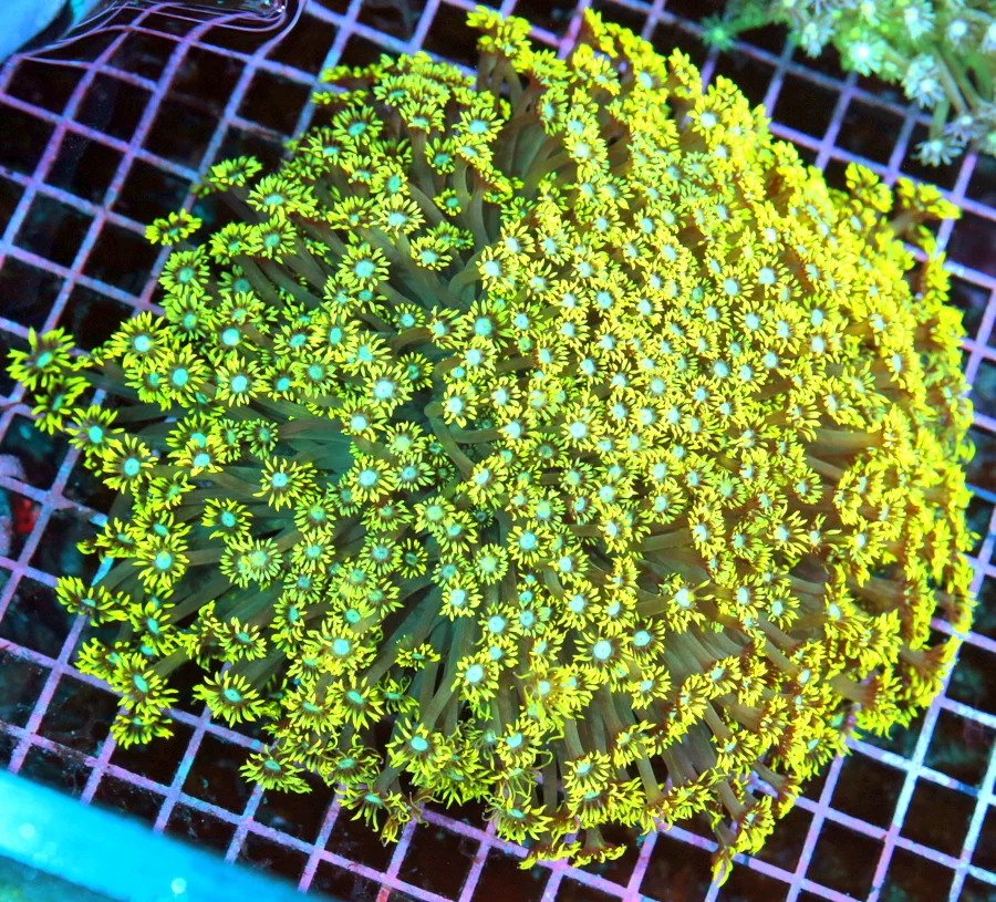 8x8 GIANT XXL GONIOPORA CORAL - CENTER PIECE NEON YELLOW BLUE EYED GIANT GONIOPORA CORAL