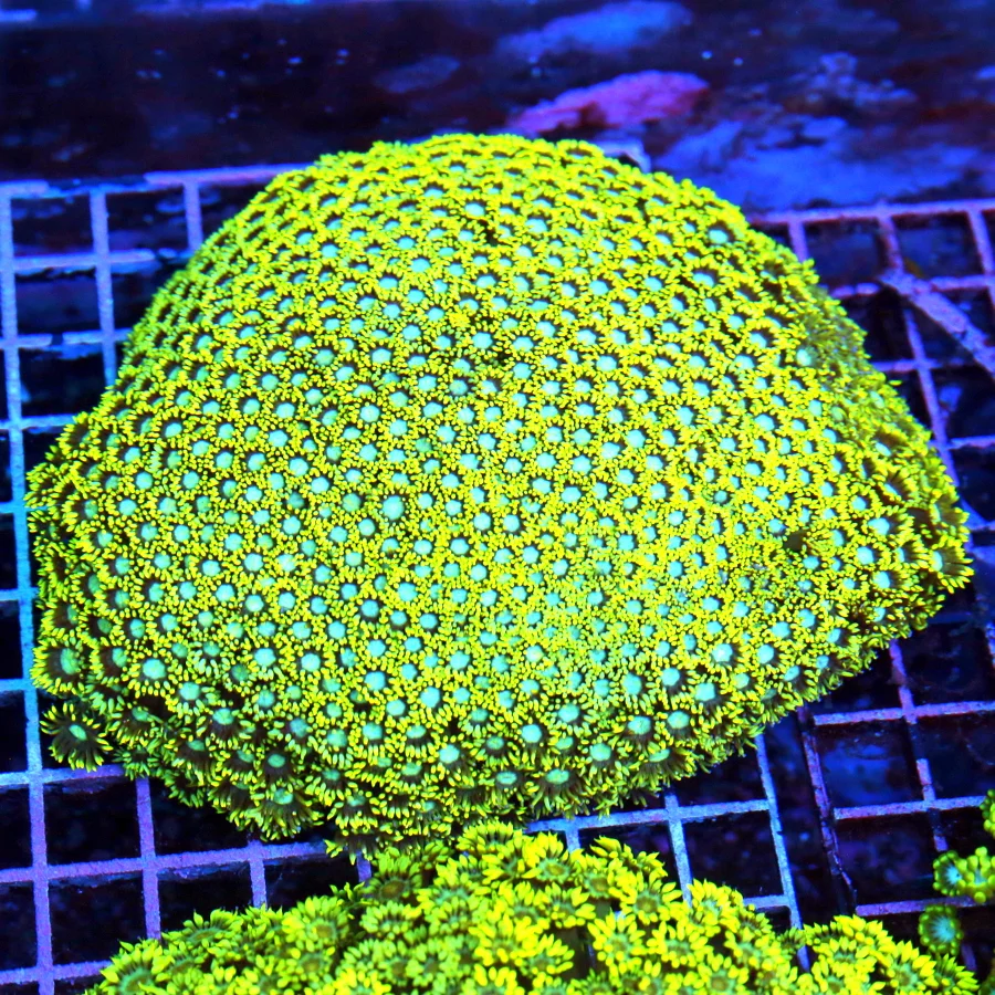 8x8 GIANT XXL GONIOPORA CORAL - CENTER PIECE NEON YELLOW BLUE EYED GIANT GONIOPORA CORAL