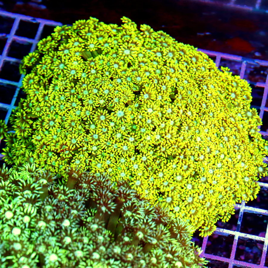 8x8 GIANT XXL GONIOPORA CORAL - CENTER PIECE NEON YELLOW BLUE EYED GIANT GONIOPORA CORAL