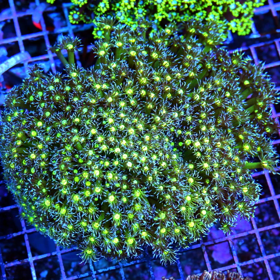 7x7 GONIOPORA CORAL - SUPER SUPER PURPLE TENTACLE ULTRA NEON YELLOW EYED GONIOPORA CORAL