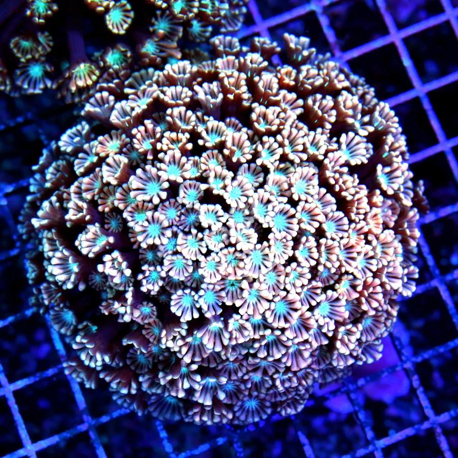 5x5 GONIOPORA CORAL - ULTRA COLORED BLUE EYED PINK GONIOPORA CORAL