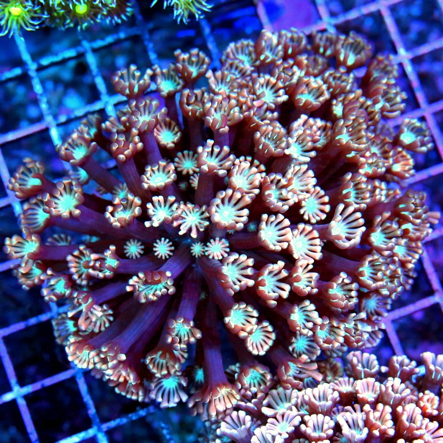 5x5 GONIOPORA CORAL - ULTRA COLORED BLUE EYED PINK GONIOPORA CORAL