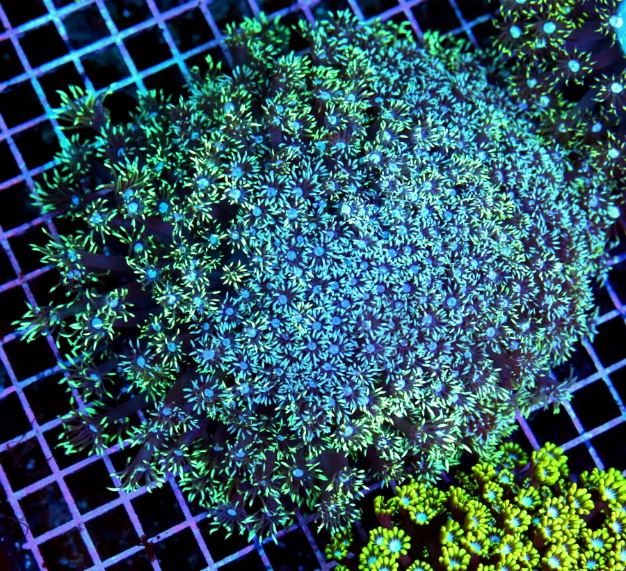 8x8 GIANT GONIOPORA CORAL - SCOTT'S FAVORITE GONIOPORA OF THE YEAR - ULTRA COLORED SHOWPIECE