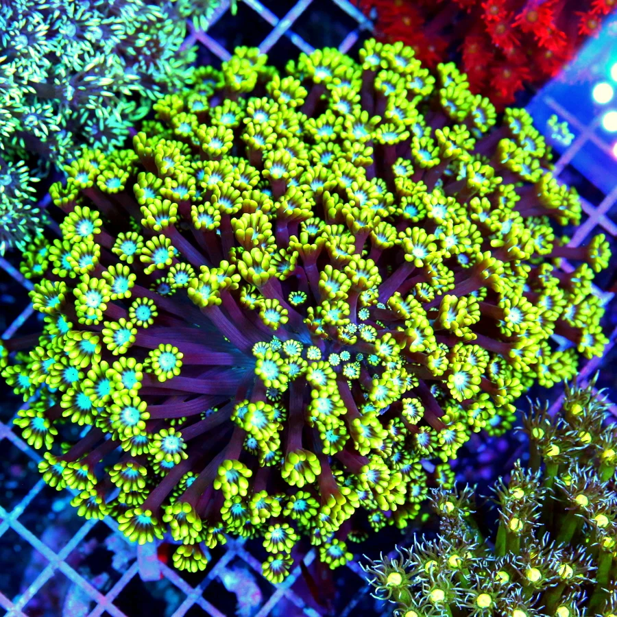 7x7 GONIOPORA CORAL - SUPER NEON YELLOW BLUE EYED PURPLE TENTACLED GONIOPORA CORAL